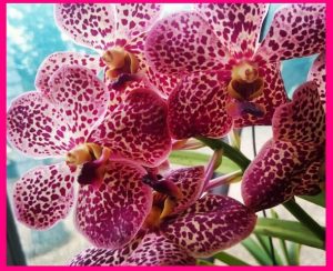 orquidea de peru dia de san valentin